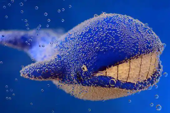 鲸绽科技（Tokowhale ERP）